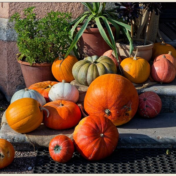 Exeter 10- Pumpkins at Killerton