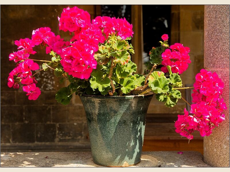 Flowers In The Bucket