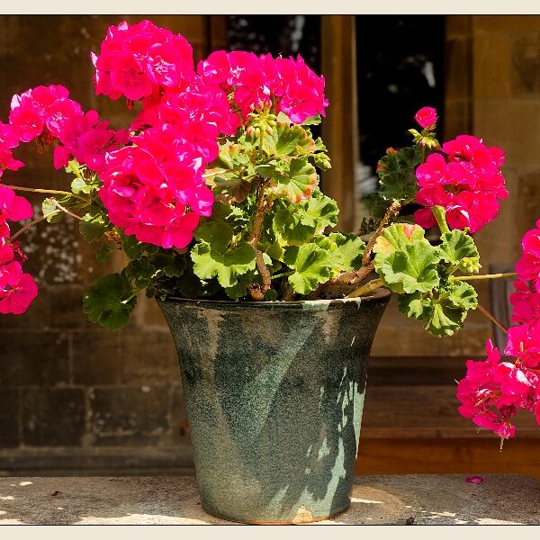 Flowers In The Bucket