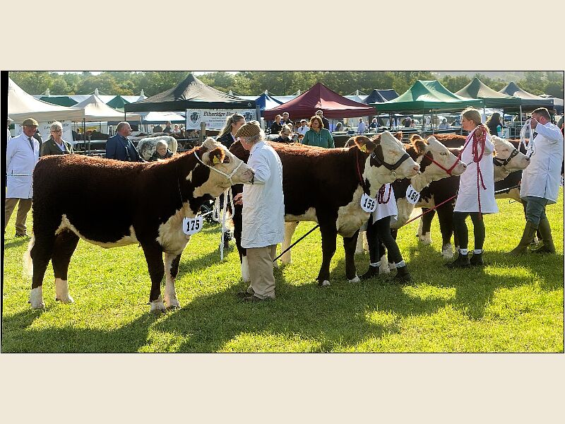 Frome Show 1 -Cattle Judging