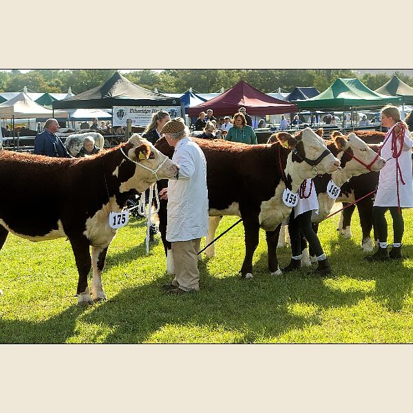 Frome Show 1 -Cattle Judging