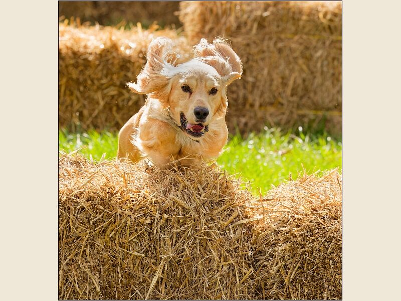 Frome Show 5-Dog Hurdling 1