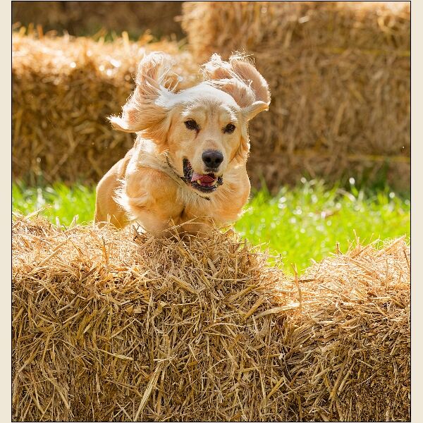 Frome Show 5-Dog Hurdling 1