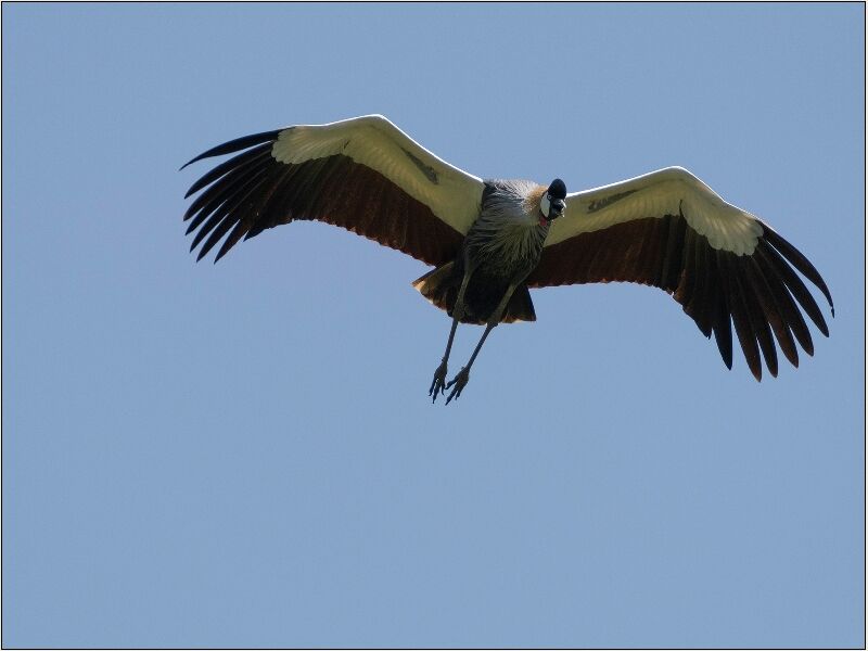 Grey Crowned Crane