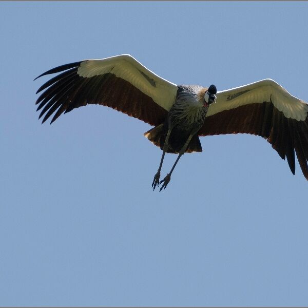 Grey Crowned Crane