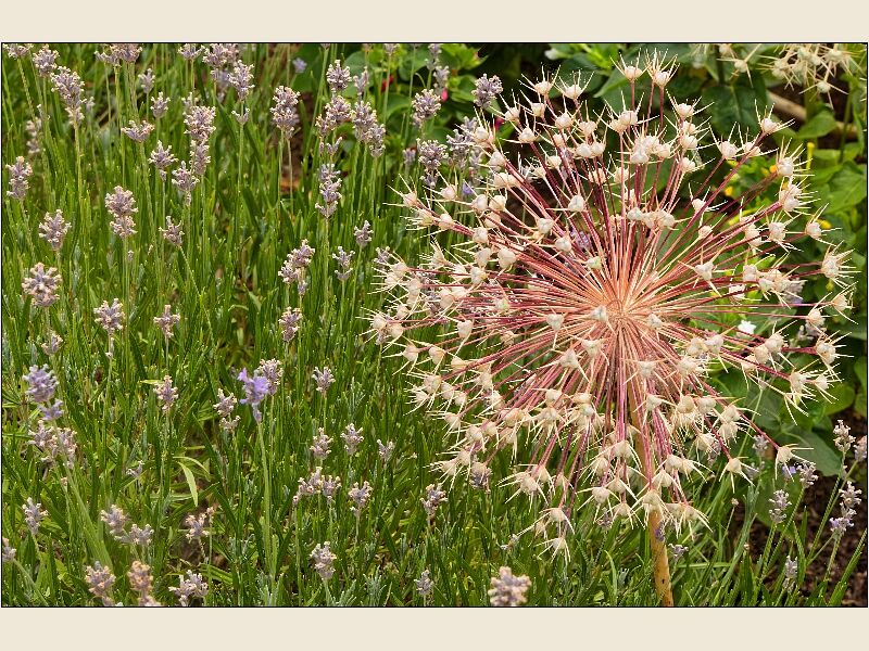 Hanbury Hall- Garden Photo