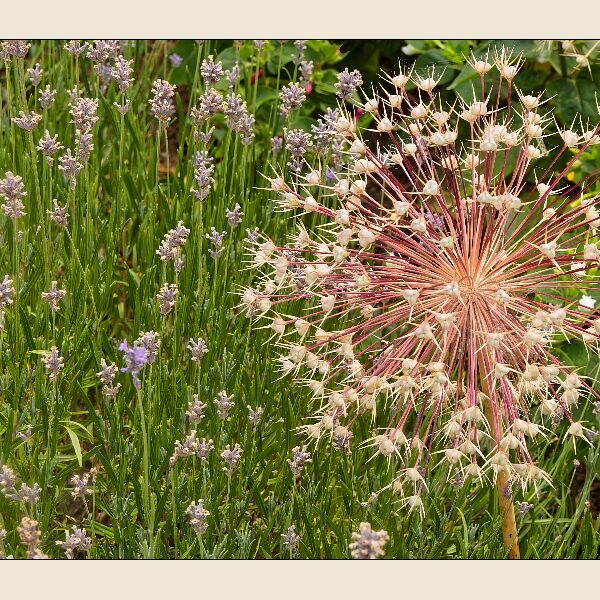 Hanbury Hall- Garden Photo