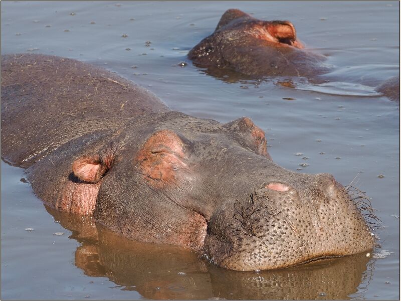 Hippo sharing a bath