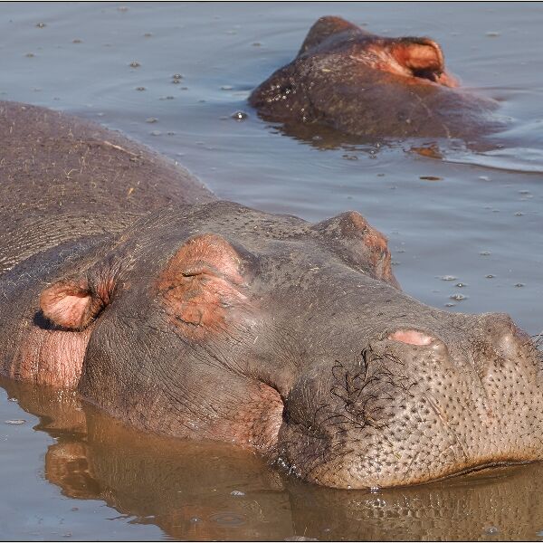 Hippo sharing a bath