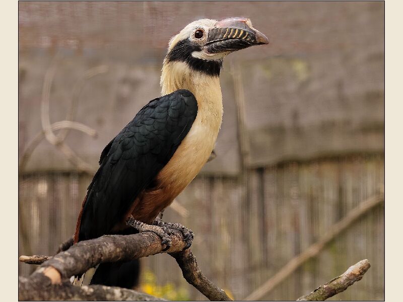 Hornbill