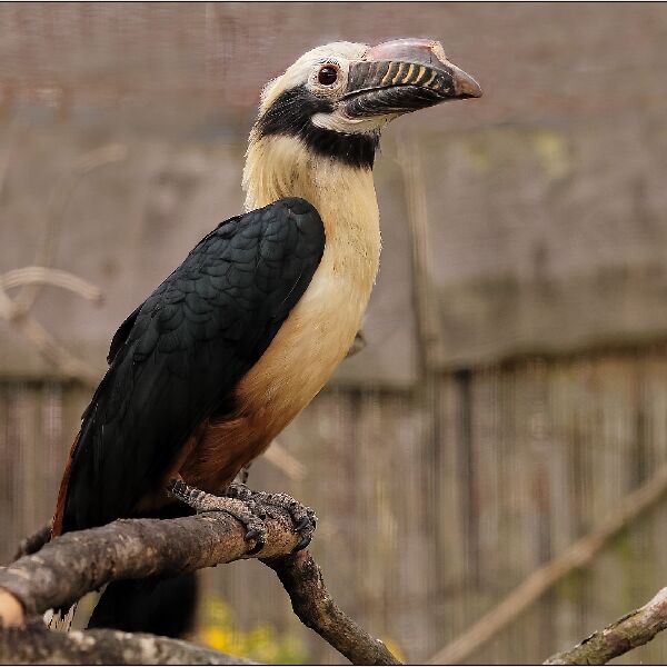 Hornbill