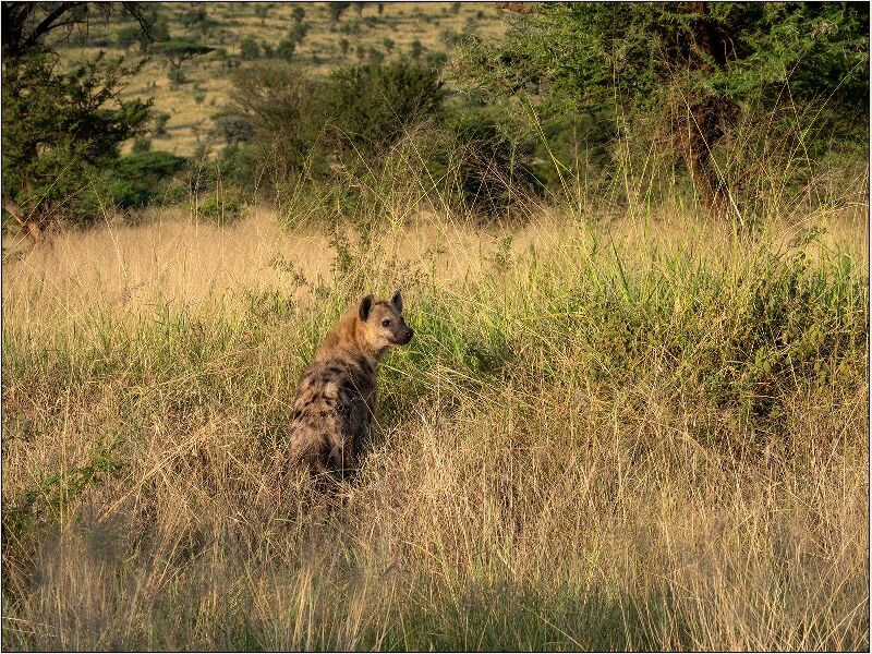Hyena in Serengeti