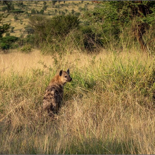 Hyena in Serengeti