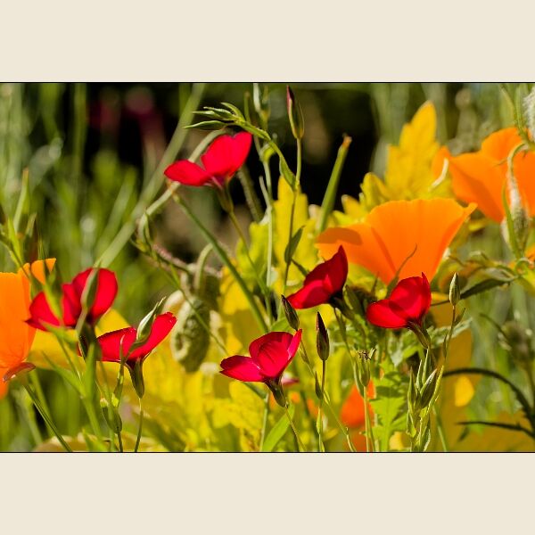 Kiftsgate Flower Meadow