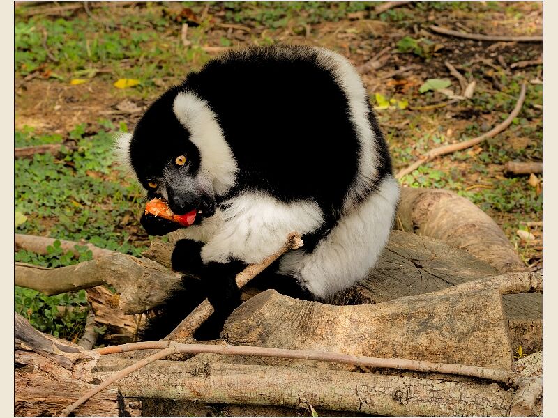 Lemur Eating