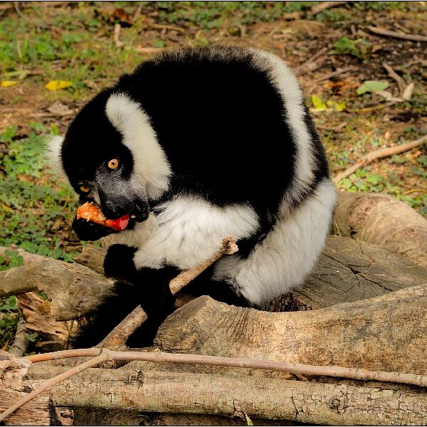 Lemur Eating