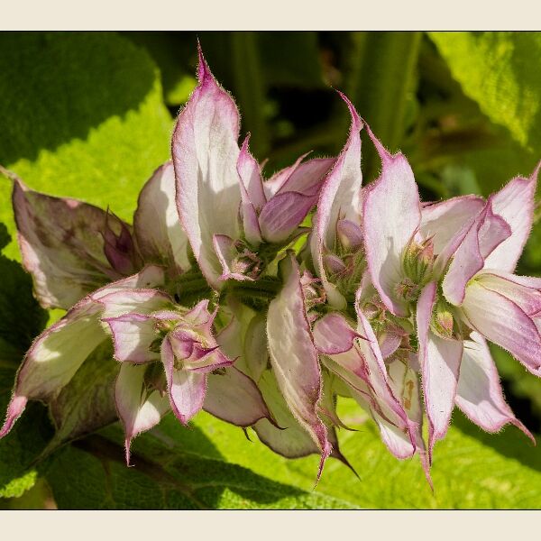 Mauve And White Flower