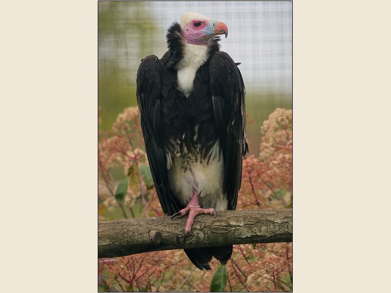Noah's Ark 1- White Headed Vulture