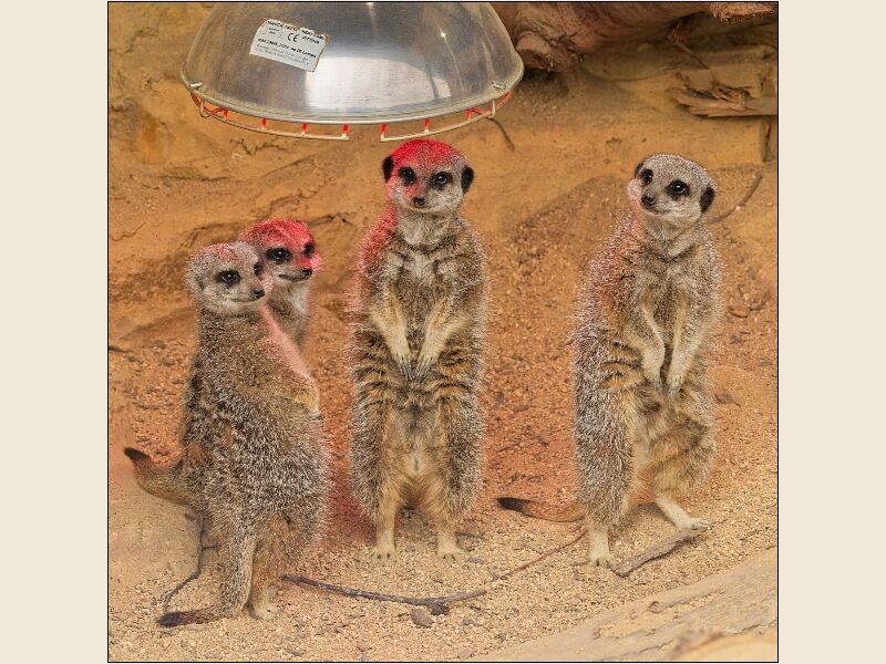 Noah's Ark 2- Meerkats Under The Sun Lamp