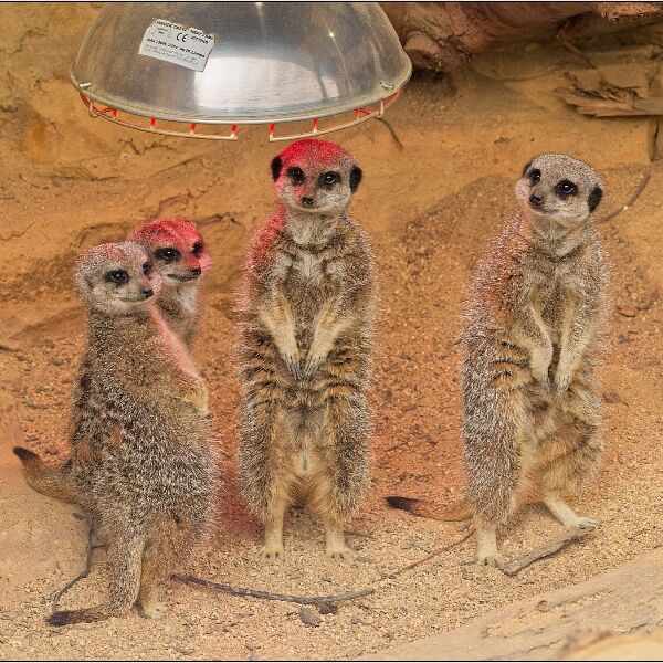 Noah's Ark 2- Meerkats Under The Sun Lamp