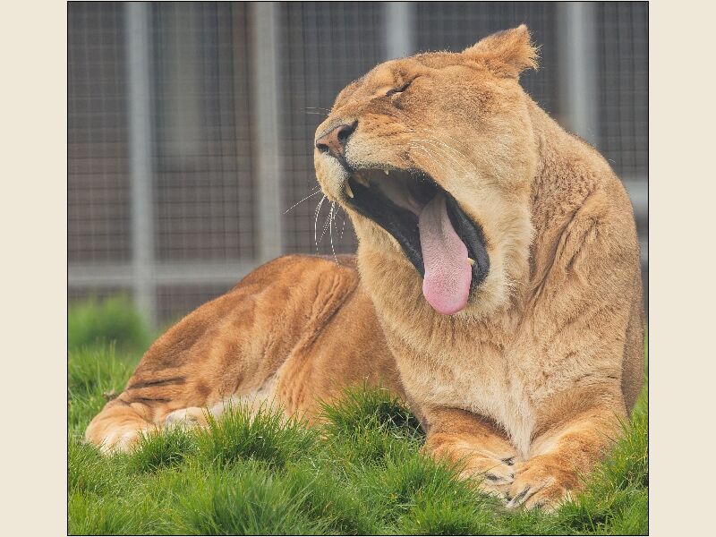 Noah's Ark 3- The Lion's Big Yawn