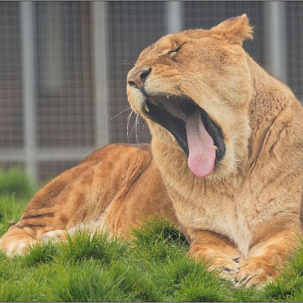 Noah's Ark 3- The Lion's Big Yawn