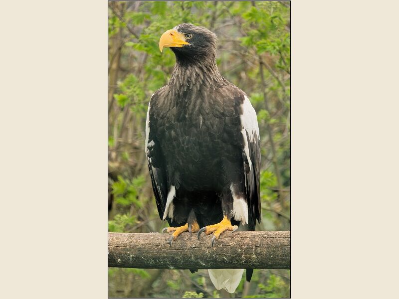 Noah's Ark 4- Steller's Sea Eagle