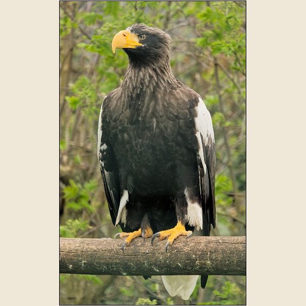 Noah's Ark 4- Steller's Sea Eagle