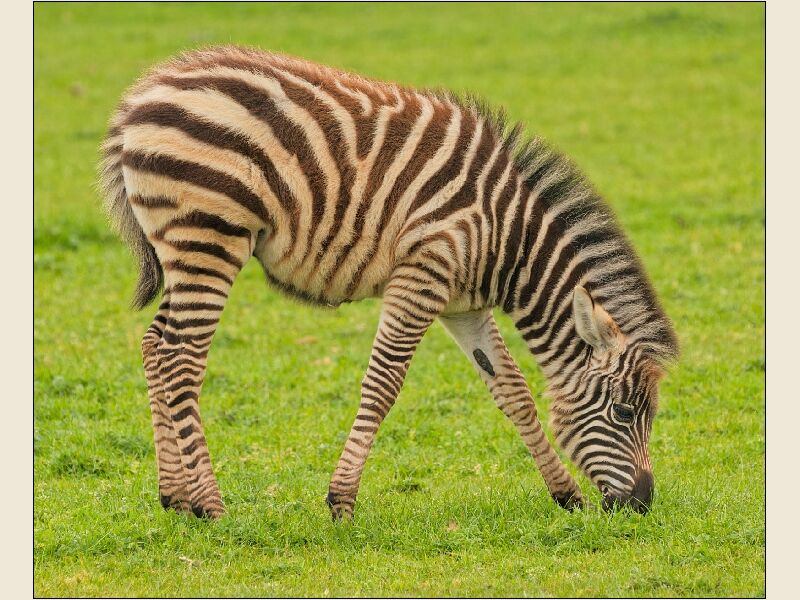 Noah's Ark 5- Young Zebra