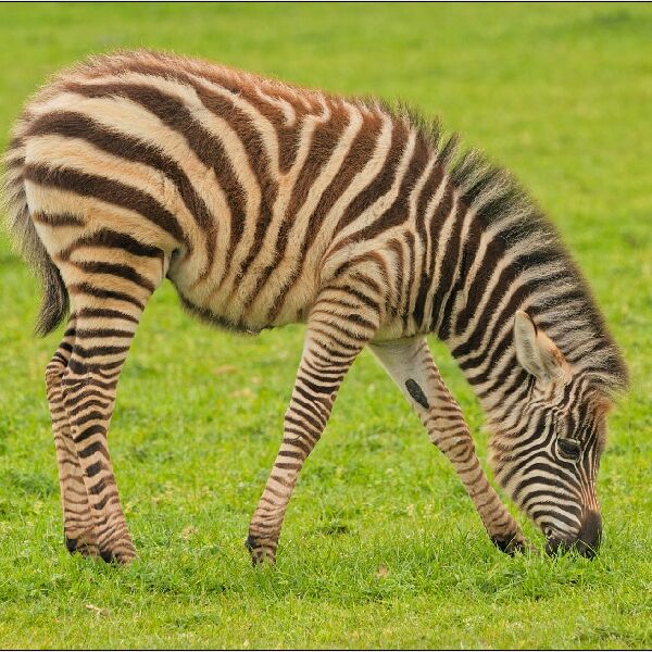 Noah's Ark 5- Young Zebra