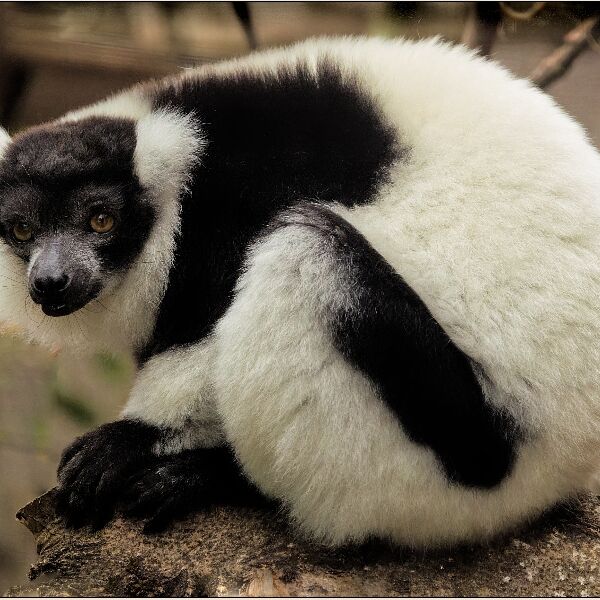 Noah's Ark 6- Black and White Ruffed Lemur