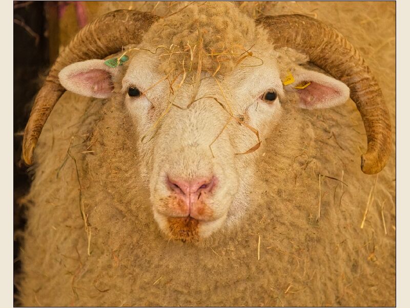 Noah's Ark 7-Whitefaced Woodland Sheep