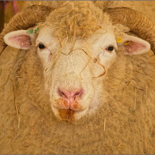 Noah's Ark 7-Whitefaced Woodland Sheep