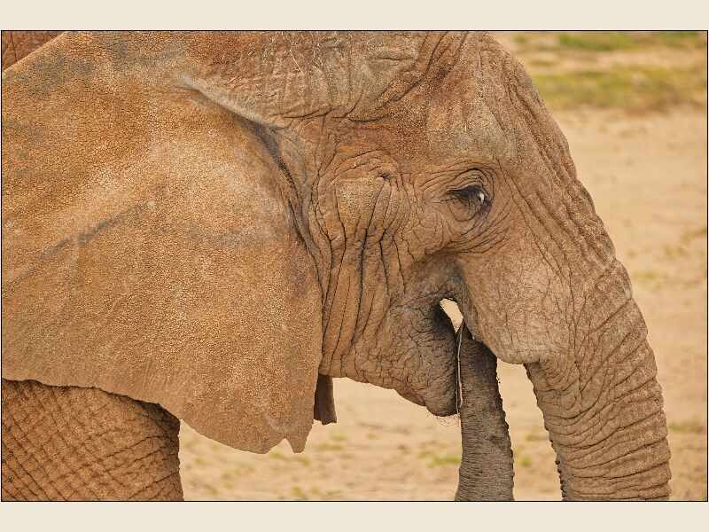 Noah's Ark 8- African Elephant Close Up
