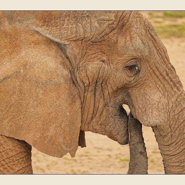 Noah's Ark 8- African Elephant Close Up