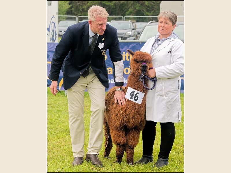 North Somerset Show 6