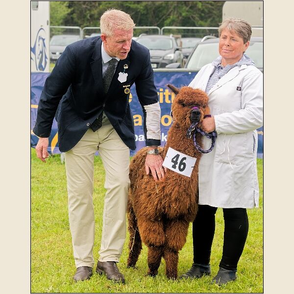 North Somerset Show 6