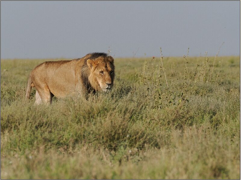 On the Prowl