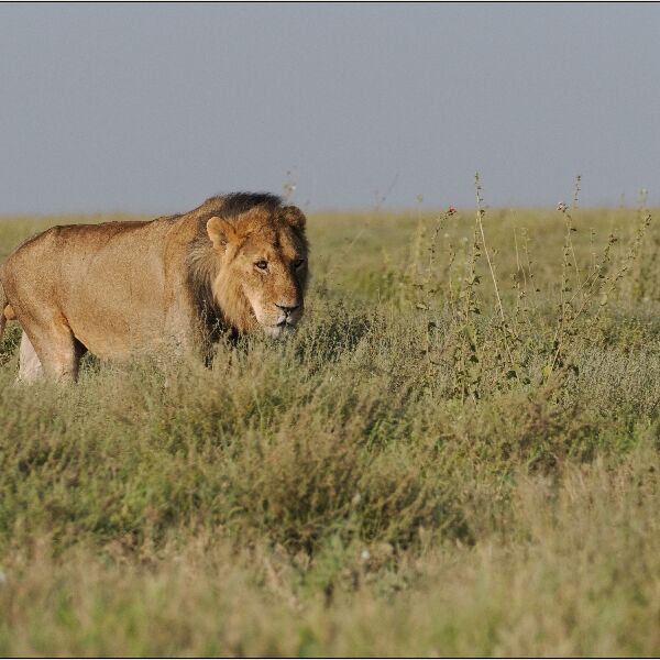 On the Prowl