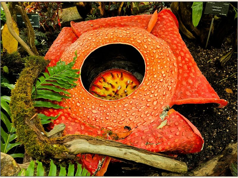 Oxford Botanic Gardens Greenhouse Plant