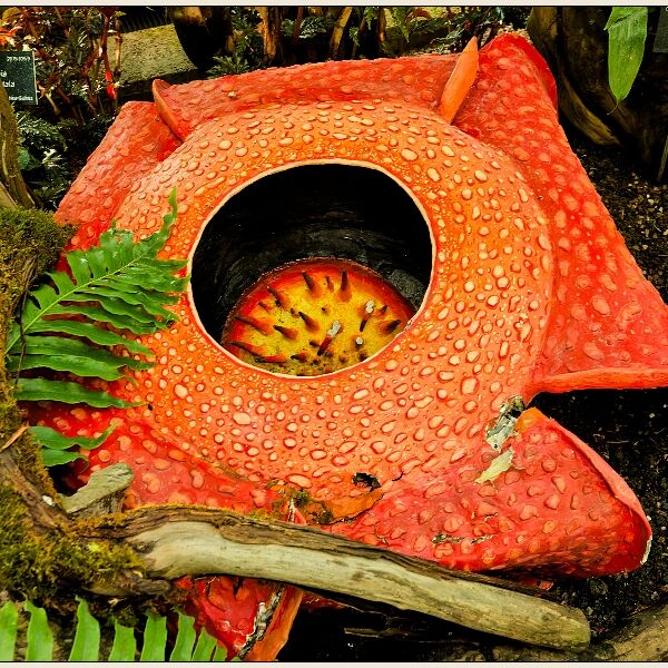 Oxford Botanic Gardens Greenhouse Plant