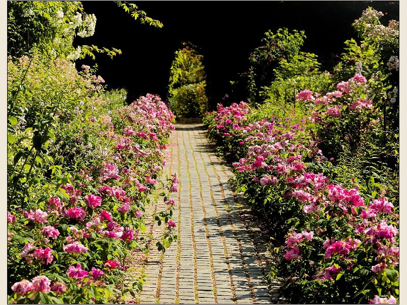 Pathway With Roses
