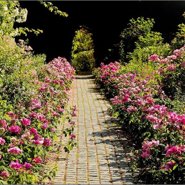 Pathway With Roses