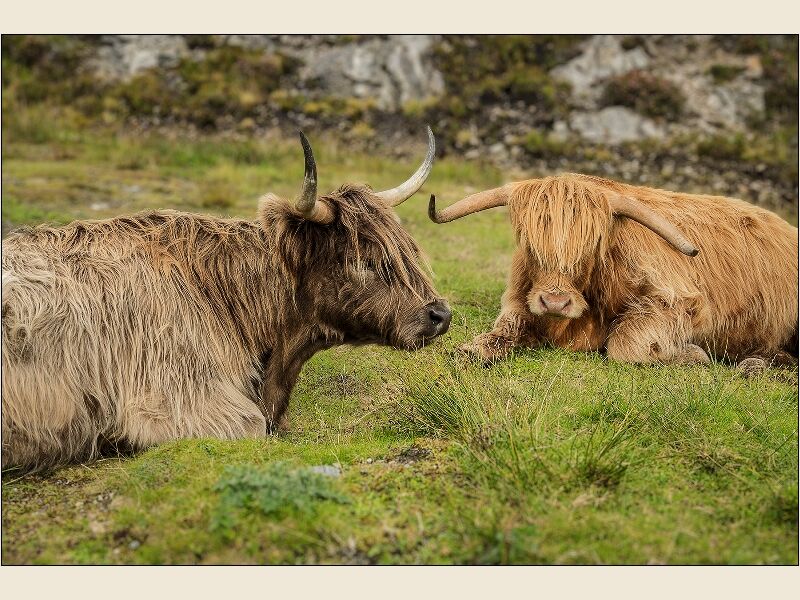 Print: Highland cattle by Geoff Mallin - Third