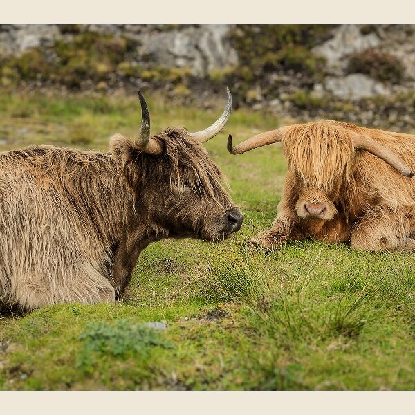 Print: Highland cattle by Geoff Mallin - Third