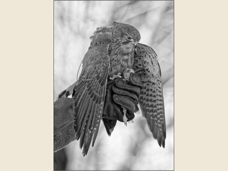 Print: Kestrel- having Working Lunch by Russell Lawrence - Commended