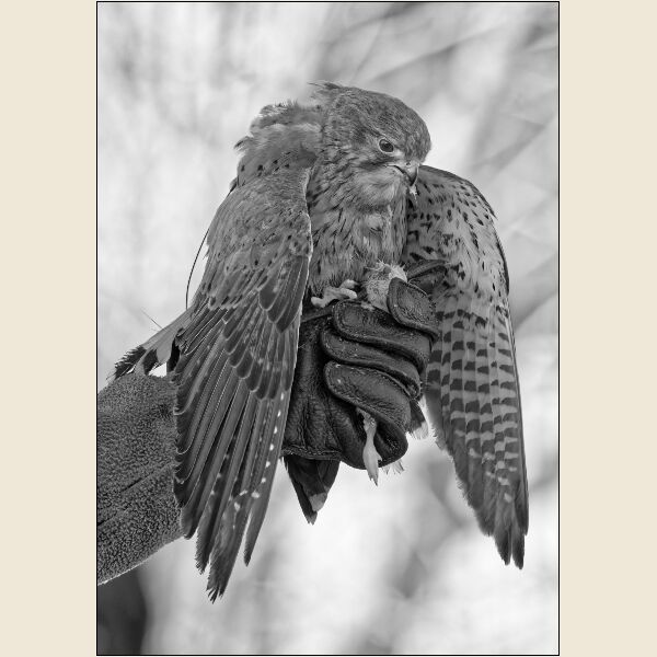 Print: Kestrel- having Working Lunch by Russell Lawrence - Commended
