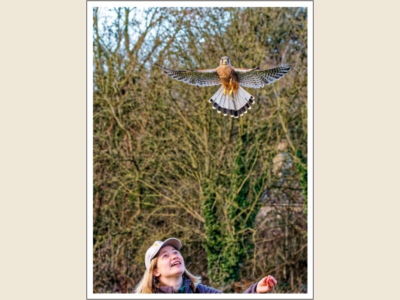 Print: SPARROWHAWK by Steve Pickering - Commended