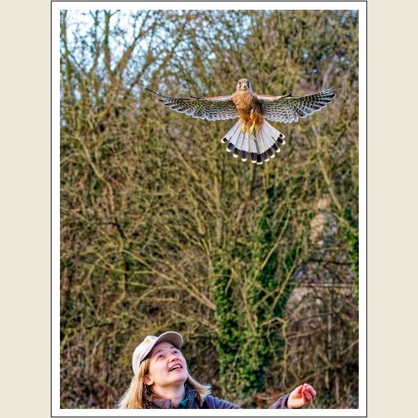 Print: SPARROWHAWK by Steve Pickering - Commended