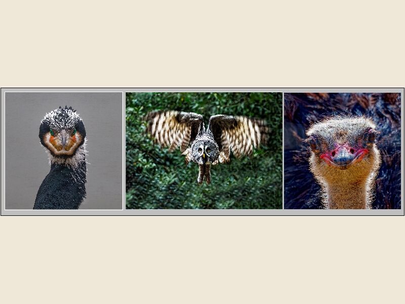 Print - Steve Pickering Looking At Me - Third